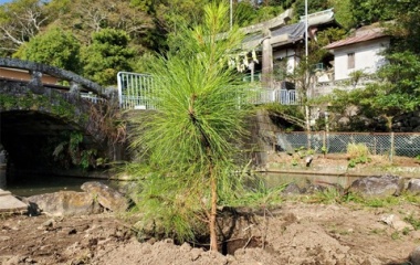 『三葉の松植樹』の画像