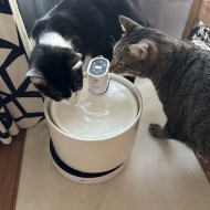 船便がやってきた！