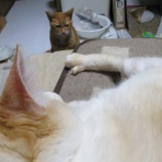 だいちゃんとはなちゃんの猫日記