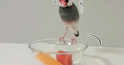 これがセラの食べ方