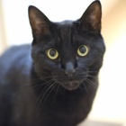 『愛猫～るるちゃん８歳　2022/08/29』の画像