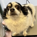 チップくん　シャンプーカット