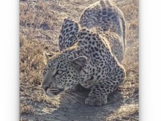 豹に学ぶ匍匐前進