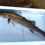 『おもしろきことなき世の中を(8)・国東の食環境（90)』の画像