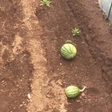 『スイカの摘果。』の画像