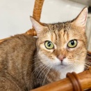 里親さんを待ってる猫たち(10/10)