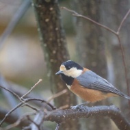 【初冬の庭】軍団が勢ぞろいした日！それにはちゃんとした理由がある！！