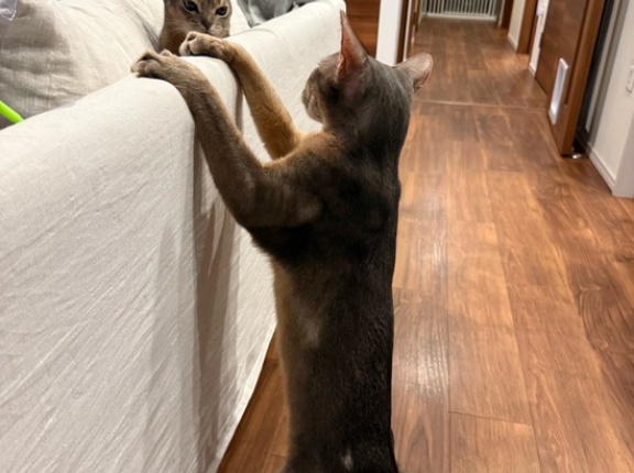 トンボのおもちゃブーム