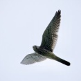 2025年8月9日の野鳥公園