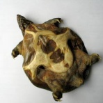 　札幌スッポン堂　健康最前線