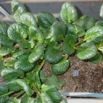 Heyモーの家庭菜園を楽しむ