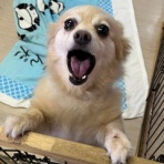 NPO法人 みなしご救援隊 犬猫譲渡センター 広島本部のブログ