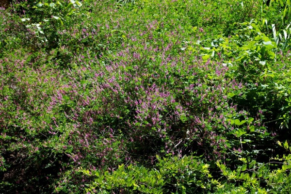 土のうた 野草 花 ６月