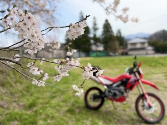 お花見ツーリング😊