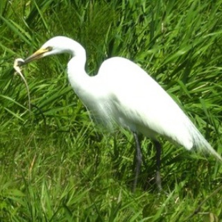 東京港野鳥公園　レンジャーブログ