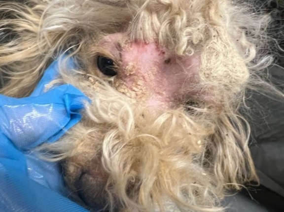 この子は生後８ヶ月のプードルです💧💧💧