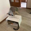 箱をめぐる攻防戦