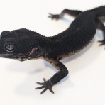 爬虫類クラブJ 横須賀店ブログ