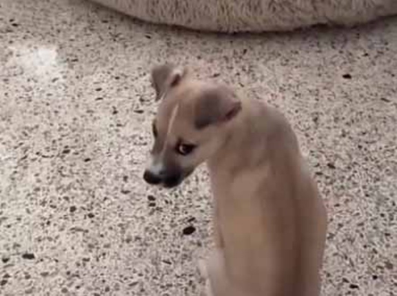 保護した子犬が我が家にやってきた。うちには大きな犬がいる → やがて２匹はこうなった…