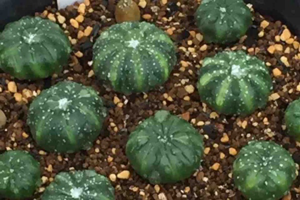 サボテン趣味人の温室 アストロフィツム