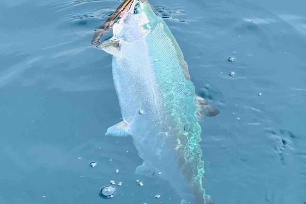 ORA Minnow Serendipity