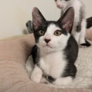 生後２ヶ月　たけ　募集中