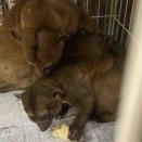 仲良しキンカジュウ、若ペアー入荷しました^_^