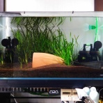 ビワコオオナマズ飼育日記