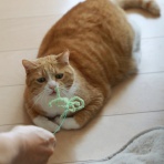 ミミオレ。