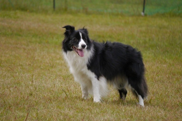 ボーダーコリーなlife 豪円山無料ドッグラン