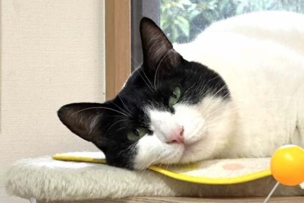 ねこ 猫 ネコ好きは とまらニャィッ♪
