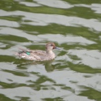 花鳥いろいろ 四季の野鳥