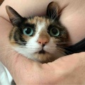 それぞれのスリッカーブラシ　キャリコちゃん編