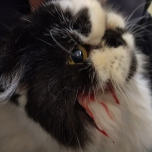 猫の歯肉口内炎と抜歯手術 その 頬が壊死してほっぺたに穴が開きました ていない ていねいじゃない暮らしのブログ Powered By ライブドアブログ