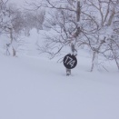 八幡平 樹氷見物のつもりが・・・