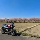 チョイ乗り 18  寒桜 