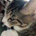 「季節が変化したわけじゃなく、猫の変化に気候が従ったのです😽」『裸夢 me more，NONTA』