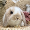 ☆５月３０日の子うさぎ情報☆