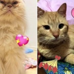 ニャンニャンみずほ　地域猫の会