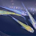 メダカ•金魚入舎情報‼️