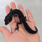 爬虫類倶楽部仙台店ブログ