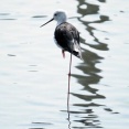2025年7月25日の野鳥公園