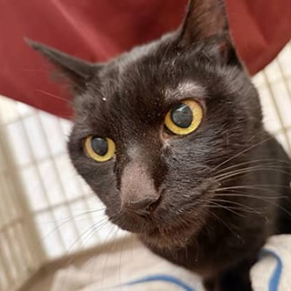 東京キャットガーディアンシェルター日記