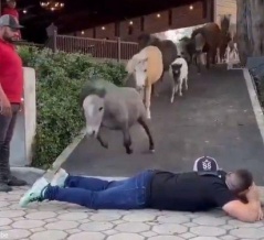 ジャンプが得意な馬とそうでもない馬がいる…人間が横たわっているとき編