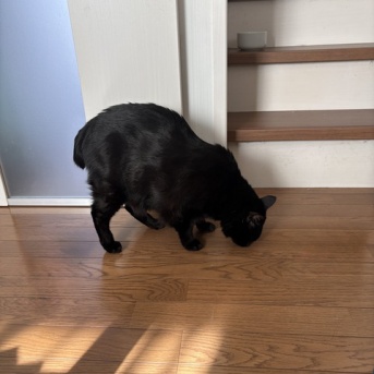 【猫写真】春の窓際の猫たち