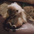 閉園後の動物園　夜更かしな動物たちが、みるみる眠りに落ちていく理由