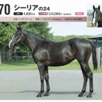 新入一口馬主の活動履歴