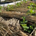 the kitchen garden　畑のライブカメラ