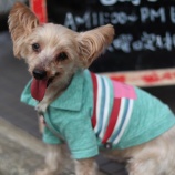 『【里親募集中】ヨークシャーテリアのハナ』の画像