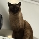 【悲報】ワイ、猫に襲われる